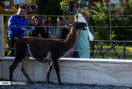 اخبار,اخبارانعکاس,باغ وحش صفادشت