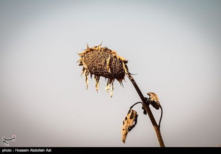اخبار,عکس خبری, برداشت گلهای آفتابگردان در خرمشهر