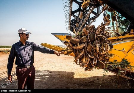 اخبار,عکس خبری, برداشت گلهای آفتابگردان در خرمشهر