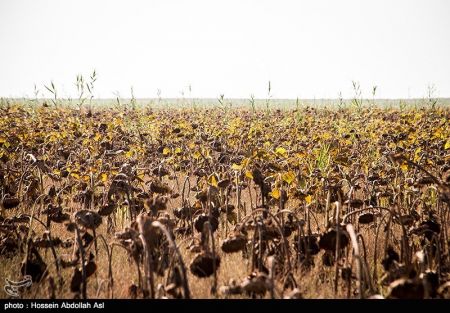 اخبار,عکس خبری, برداشت گلهای آفتابگردان در خرمشهر