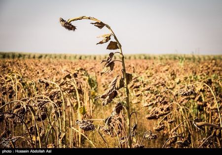 اخبار,عکس خبری, برداشت گلهای آفتابگردان در خرمشهر