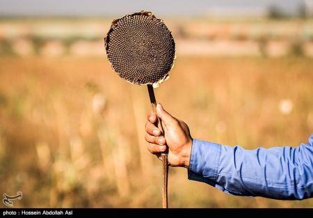اخبار,عکس خبری, برداشت گلهای آفتابگردان در خرمشهر