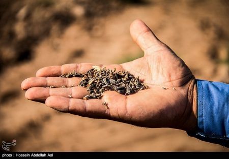 اخبار,عکس خبری, برداشت گلهای آفتابگردان در خرمشهر