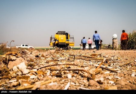اخبار,عکس خبری, برداشت گلهای آفتابگردان در خرمشهر