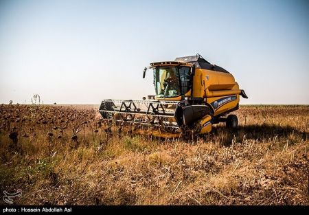 اخبار,عکس خبری, برداشت گلهای آفتابگردان در خرمشهر