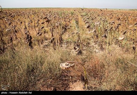 اخبار,عکس خبری, برداشت گلهای آفتابگردان در خرمشهر
