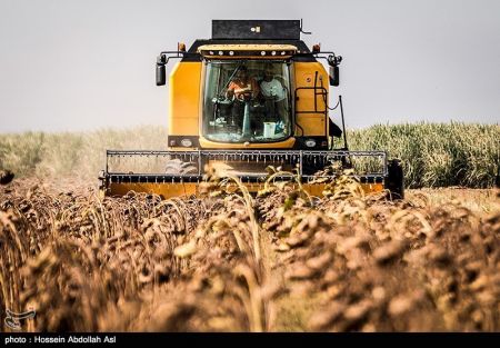 اخبار,عکس خبری, برداشت گلهای آفتابگردان در خرمشهر