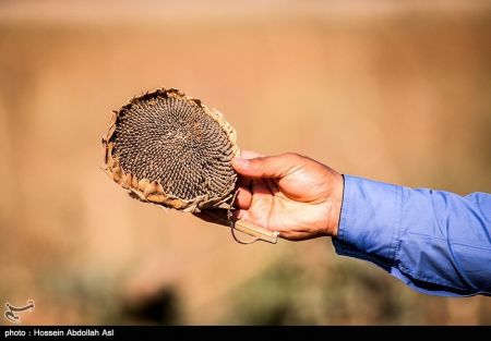 اخبار,عکس خبری, برداشت گلهای آفتابگردان در خرمشهر