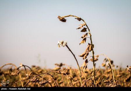 اخبار,عکس خبری, برداشت گلهای آفتابگردان در خرمشهر