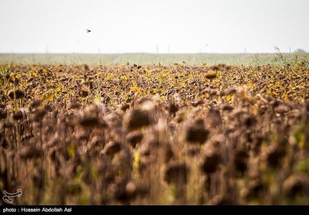 اخبار,عکس خبری, برداشت گلهای آفتابگردان در خرمشهر
