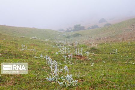 اخبار,انعکاس,روستای مازیچال