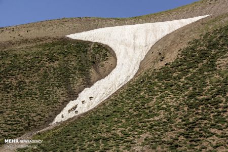 اخبار,عکس خبری,جدال با برف در دومین ماه تابستان