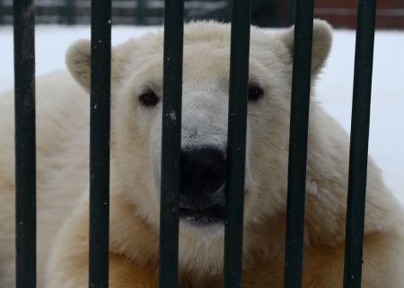اخبار,انعکاس, شیطنت خرس‌های قطبی در مسکو 