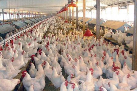 اخبار اقتصادی ,خبرهای اقتصادی ,قیمت مرغ اخبار اقتصادی ,خبرهای اقتصادی ,قیمت مرغ