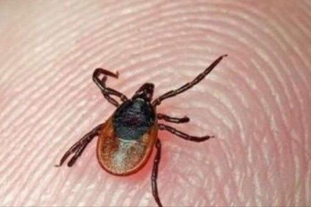 اخبار پزشکی ,خبرهای پزشکی , تب کریمه کنگو اخبار پزشکی ,خبرهای پزشکی, تب کریمه کنگو