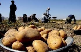 اخبار اقتصادی ,خبرهای اقتصادی , قیمت سیبزمینی اخبار اقتصادی ,خبرهای اقتصادی , قیمت سیبزمینی