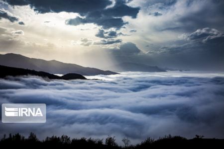 اخبارگوناگون,خبرهای گوناگون , قدیمیترین جنگلها اخبارگوناگون,خبرهای گوناگون , قدیمیترین جنگلها