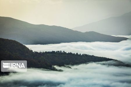 اخبارگوناگون,خبرهای گوناگون , قدیمیترین جنگلها اخبارگوناگون,خبرهای گوناگون , قدیمیترین جنگلها