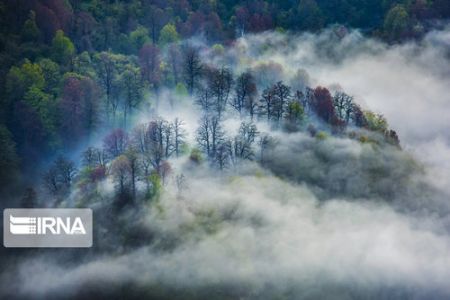 اخبارگوناگون,خبرهای گوناگون , قدیمیترین جنگلها اخبارگوناگون,خبرهای گوناگون , قدیمیترین جنگلها