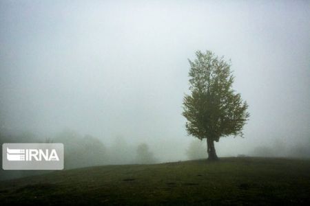 اخبارگوناگون,خبرهای گوناگون , قدیمیترین جنگلها اخبارگوناگون,خبرهای گوناگون , قدیمیترین جنگلها