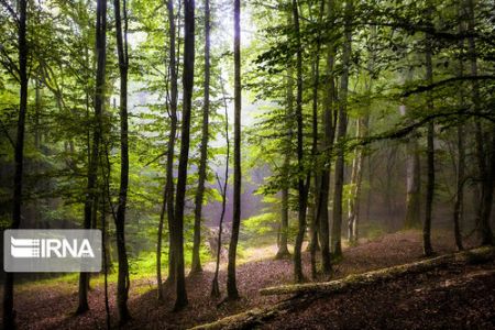 اخبارگوناگون,خبرهای گوناگون , قدیمیترین جنگلها اخبارگوناگون,خبرهای گوناگون , قدیمیترین جنگلها