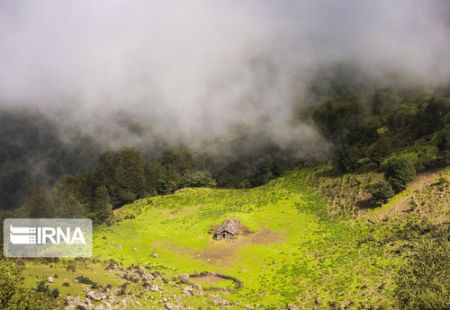 اخبارگوناگون,خبرهای گوناگون , قدیمیترین جنگلها اخبارگوناگون,خبرهای گوناگون , قدیمیترین جنگلها