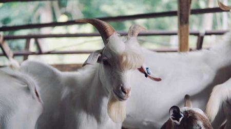 اخبارگوناگون,خبرهای گوناگون ,مشهورترین بز دنیا اخبارگوناگون,خبرهای گوناگون ,مشهورترین بز دنیا