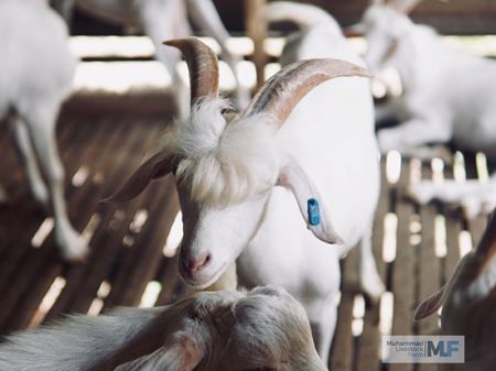 اخبارگوناگون,خبرهای گوناگون ,مشهورترین بز دنیا اخبارگوناگون,خبرهای گوناگون ,مشهورترین بز دنیا