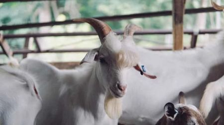 اخبارگوناگون,خبرهای گوناگون ,مشهورترین بز دنیا اخبارگوناگون,خبرهای گوناگون ,مشهورترین بز دنیا