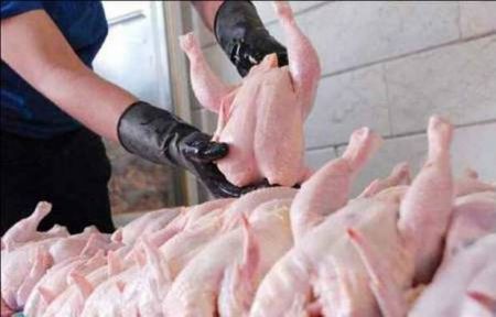 اخبار اقتصادی ,خبرهای اقتصادی , مرغ اخبار اقتصادی ,خبرهای اقتصادی , مرغ