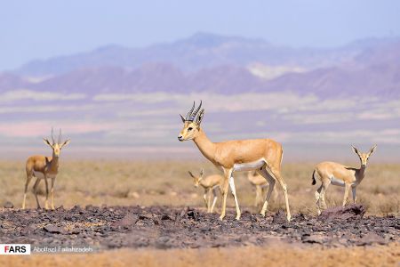 اخبار,انعکاس,حیات وحش ایران