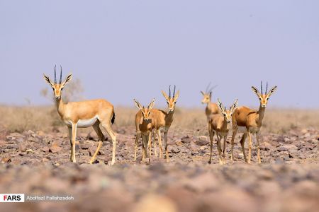 اخبار,انعکاس,حیات وحش ایران