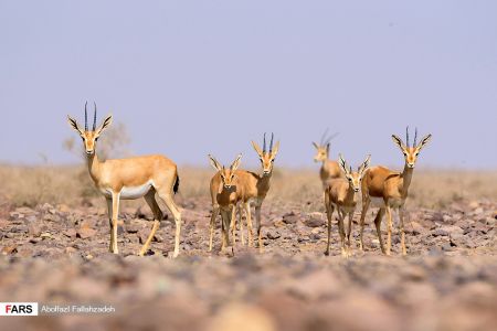 اخبار,انعکاس,حیات وحش ایران