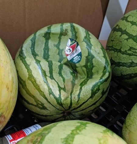 اخبار,اخبار گوناگون اخبار,اخبار گوناگون