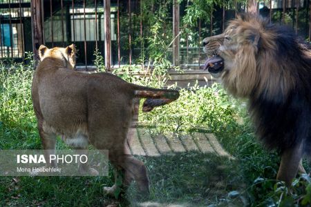 عکس خبری,زندگی مشترک شیرهای ایرانی باغ وحش ارم تهران