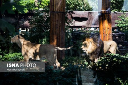 عکس خبری,زندگی مشترک شیرهای ایرانی باغ وحش ارم تهران