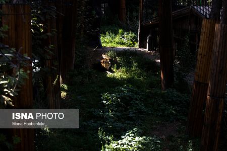 عکس خبری,زندگی مشترک شیرهای ایرانی باغ وحش ارم تهران