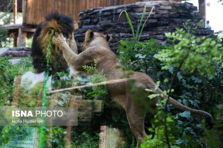 عکس خبری,زندگی مشترک شیرهای ایرانی باغ وحش ارم تهران