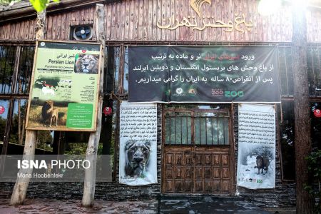 عکس خبری,زندگی مشترک شیرهای ایرانی باغ وحش ارم تهران عکس خبری,زندگی مشترک شیرهای ایرانی باغ وحش ارم تهران