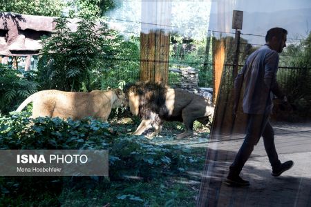 عکس خبری,زندگی مشترک شیرهای ایرانی باغ وحش ارم تهران