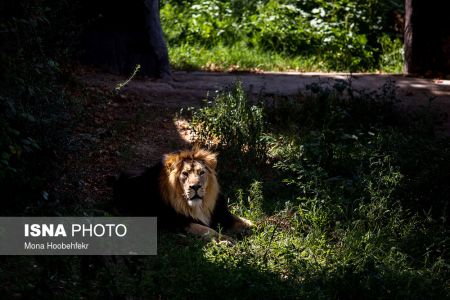 عکس خبری,زندگی مشترک شیرهای ایرانی باغ وحش ارم تهران