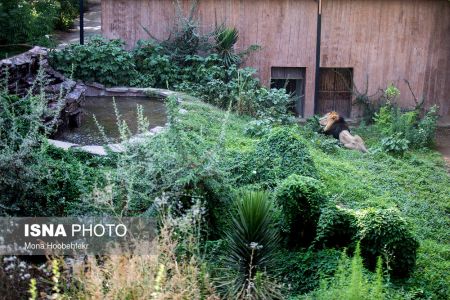 عکس خبری,زندگی مشترک شیرهای ایرانی باغ وحش ارم تهران عکس خبری,زندگی مشترک شیرهای ایرانی باغ وحش ارم تهران