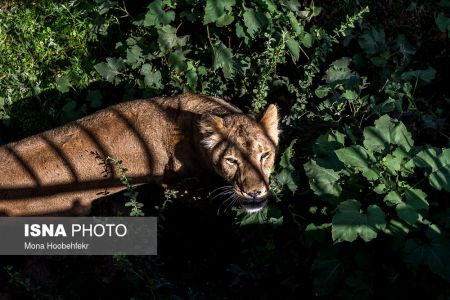 عکس خبری,زندگی مشترک شیرهای ایرانی باغ وحش ارم تهران