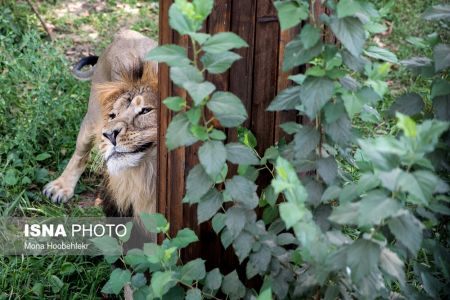 عکس خبری,زندگی مشترک شیرهای ایرانی باغ وحش ارم تهران