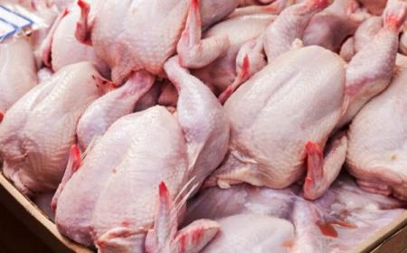 اخبار,اخبار اقتصادی,مرغ اخبار,اخبار اقتصادی,مرغ