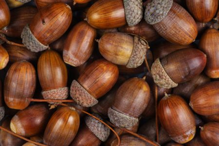 اخبارگوناگون,خبرهای گوناگون ,سمبلهای خوششانسی اخبارگوناگون,خبرهای گوناگون ,سمبلهای خوششانسی