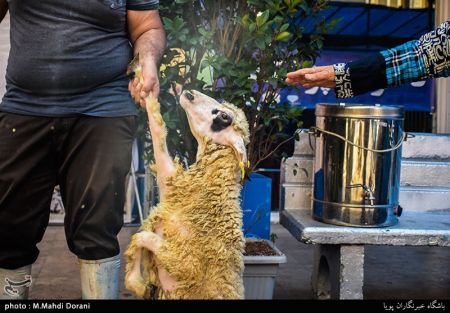 اخبار اقتصادی ,خبرهای اقتصادی , قیمت دام زنده اخبار اقتصادی ,خبرهای اقتصادی , قیمت دام زنده