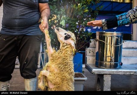  اخبار اقتصادی ,خبرهای اقتصادی , قیمت دام زنده