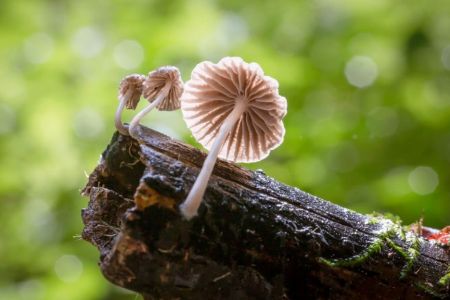 اخبار پزشکی ,خبرهای پزشکی ,بوی بیمارها اخبار پزشکی ,خبرهای پزشکی,بوی بیمارها