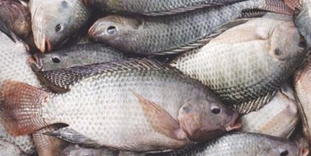 اخبار پزشکی ,خبرهای پزشکی , سرطان روده اخبار پزشکی ,خبرهای پزشکی, سرطان روده